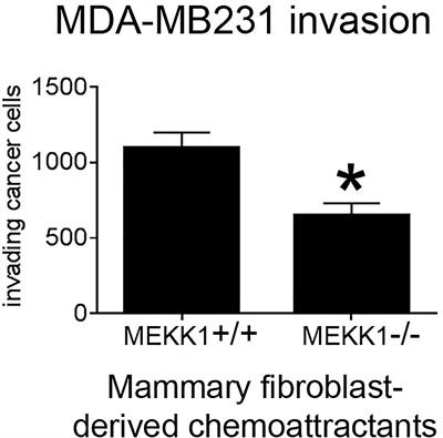 MEKK1 Regulates Chemokine Expression in Mammary Fibroblasts: Implications for the Breast Tumor Microenvironment